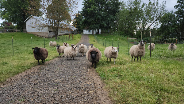Corriedale wool roving 4oz – Ewethful Fiber Farm and Mill